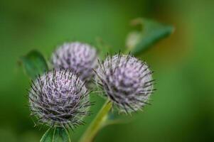 tistel blomma i de morgon- ljus foto