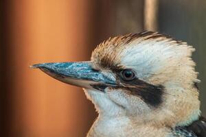 en porträtt av en skrattande kookaburran fågel foto