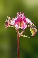 grädde rosa akleja blomma i de morgon- ljus foto