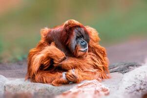 vuxen manlig orangutang sitter och klockor de område foto