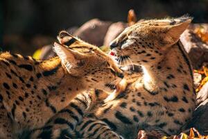 en ung serval par är liggande i de Sol foto