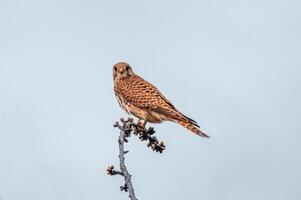 skön färgrik fågel sitter och utseende foto