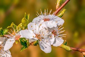 färsk vår blommar på de början av de år foto