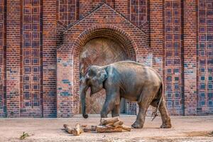 ett indisk elefant på de utlopp foto