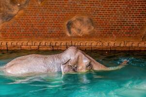 elefant badning i klar vatten foto