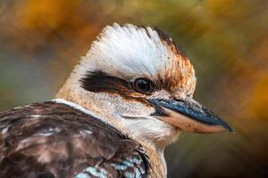 en porträtt av en skrattande kookaburran fågel foto