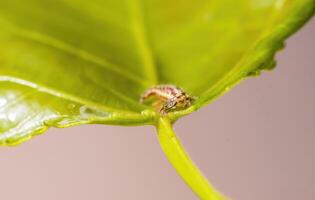 en små larver insekt på en växt i de äng foto