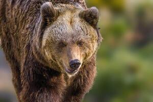 stor brun Björn på natur äng foto