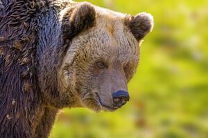 stor brun Björn på natur äng foto