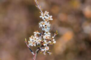 gren med skön färsk blommor foto