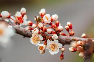 gren med skön färsk blommor foto