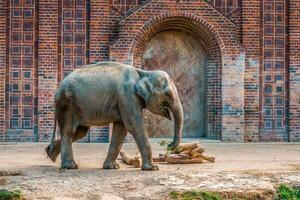 ett indisk elefant på de utlopp foto