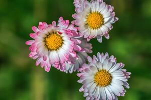 färsk vår blommor på de början av de år foto