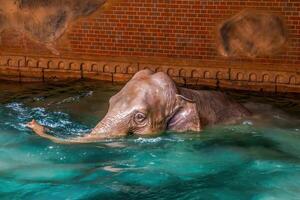 elefant badning i klar vatten foto