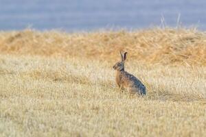 en ung hare på en UPPTAGITS fält foto