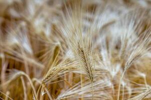 gyllene öron av korn i en fält foto