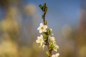 en gren med vit körsbär blomma knoppar foto