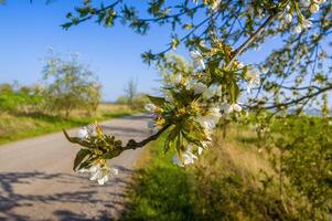 en gren med vit körsbär blomma knoppar foto