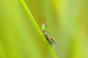 en små gräshoppa insekt på en växt i de äng foto
