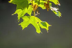 en färsk gren med grön löv i de skog foto