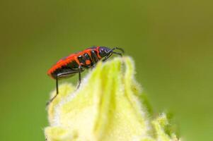 en små skalbagge insekt på en växt i de äng foto