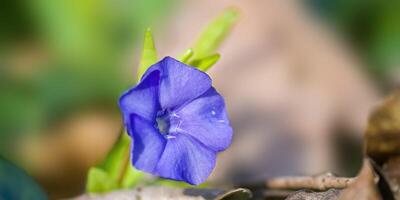 en mjuk blomma blomma i en natur trädgård foto