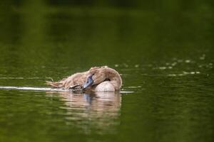en ung svan simmar elegant på en damm foto