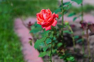 topp se av en enslig korall reste sig blomma foto