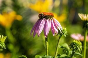 en enslig coneflower är blomning i de tillbaka trädgård foto