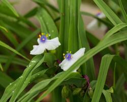 två små vit änkor tårar blooms i de främre trädgård foto
