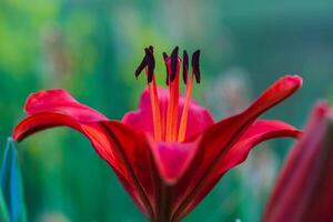 de först blomma till öppen på detta röd lilja i de främre trädgård foto