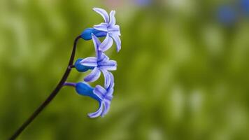 en mjuk blomma blomma i en natur trädgård foto