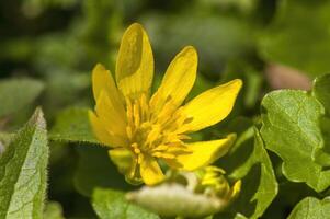 en mjuk blomma blomma i en natur trädgård foto