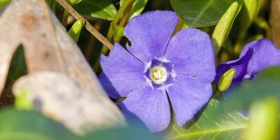 en mjuk blomma blomma i en natur trädgård foto