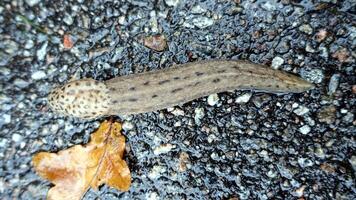 en jätte trädgårdsslug tyst remsa på de kant av de skog foto