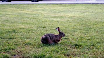en vild hare i de stad betar de gräs ostörd foto