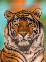 1 porträtt av en Söt ung tiger foto