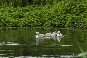 svan familj i natur boka sjö foto