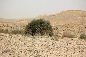 de negev är en öken- i de mitten öster, belägen i Israel och ockuperar handla om 60 av dess territorium. foto