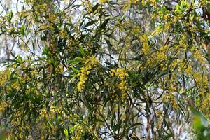 mimosa blooms på de sida av de väg i en stad parkera. foto