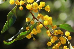 mimosa blooms på de sida av de väg i en stad parkera. foto