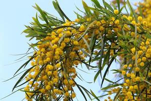 mimosa blooms på de sida av de väg i en stad parkera. foto