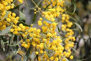 mimosa blooms på de sida av de väg i en stad parkera. foto