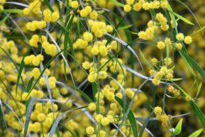 mimosa blooms på de sida av de väg i en stad parkera. foto