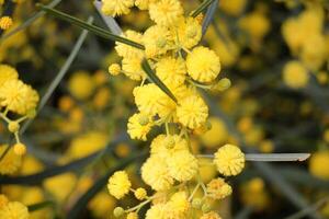 mimosa blooms på de sida av de väg i en stad parkera. foto