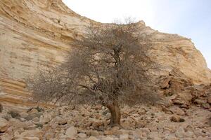 de negev är en öken- i de mitten öster, belägen i Israel och ockuperar handla om 60 av dess territorium. foto