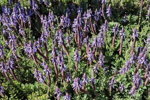 blommor i en stad parkera på de stränder av de medelhavs hav. foto