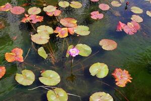 en vatten lilja växer i en färsk vatten damm. foto