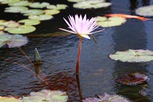 en vatten lilja växer i en färsk vatten damm. foto