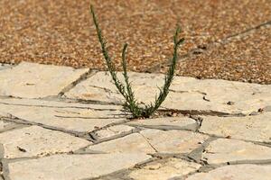 grön växter och blommor växa på de körbana och trottoar. foto